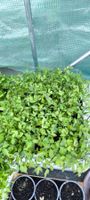 Tomaten Mittelgross klein gewachsen