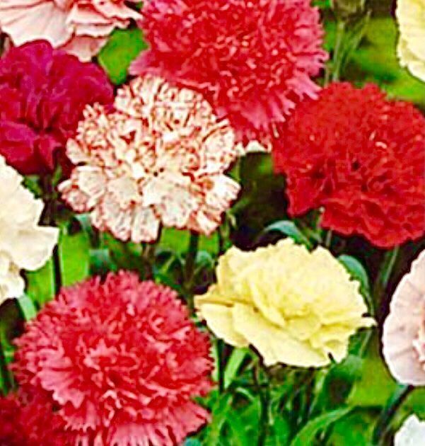 Pflanzen & Samen: 30 Samen DIANTHUS CARYOPHLUS -  Einfache Nelke MIX – Neu und originalverpackt aus Rovio von POSITIFFARTandPLANTS 1