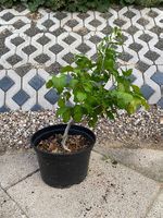 Bonsai Hibiskus in selbst gemachter Bonsaischale