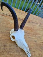Gamsbock