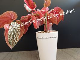 Snow capped begonia variagata Steckling
