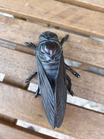 Sculpture cigale bronze