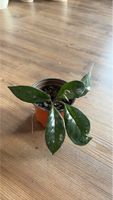 Hoya Carnosa Pflanze im Topf guter Zustand