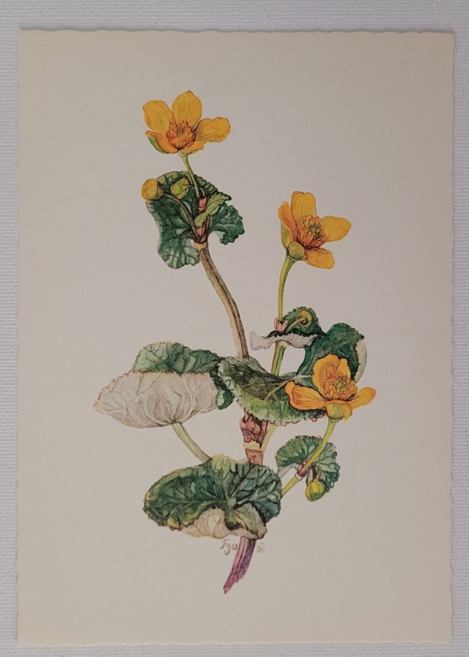 Ansichtskarten: SUMPFDOTTERBLUME – CALTHA PALUSTRIS – Neu (gemäss Beschreibung) aus Neftenbach von Mador6