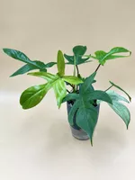 🌿Philodendron ‘Florida Ghost’ im Selbstbewässerungstopf