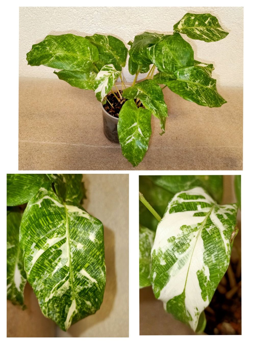 Piante & sementi: Calathea Musaica Variegata – Nuovo (secondo la descrizione) da schöftland venduto da UniquePlants