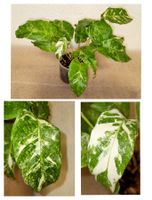 Calathea Musaica Variegata