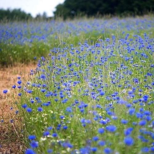 Pflanzen & Samen: 300 Samen WILDE KORNBLUME Wiesenblume – Neu (gemäss Beschreibung) aus Ehrendingen von VerveinaSamen