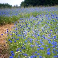 300 Samen WILDE KORNBLUME Wiesenblume