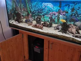 Aquarium 160/60/60 (576 lt) mit Unterbau