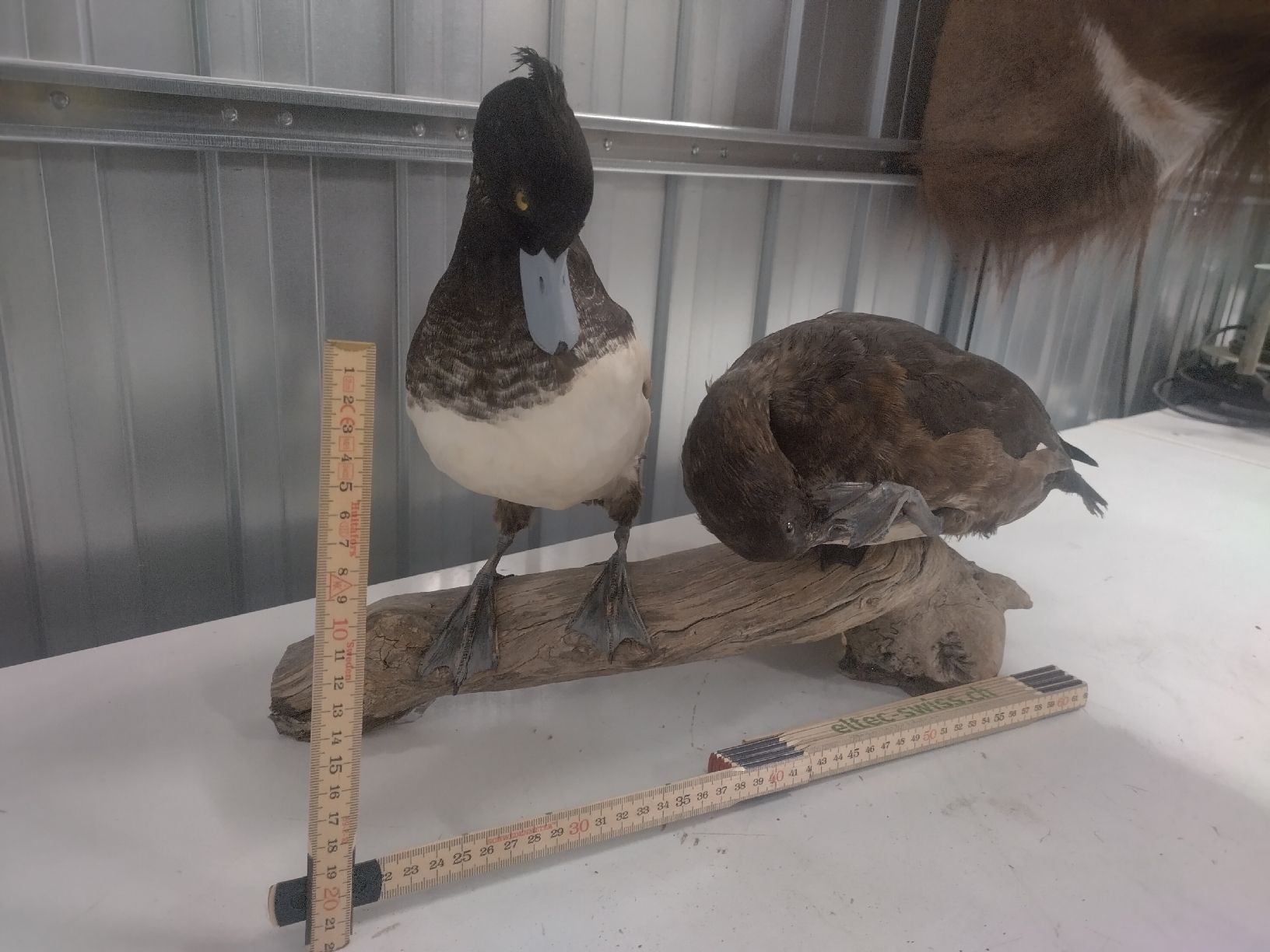 Il mondo degli animali: Reiherentenpaar - Top Zustand – Usato da Wettingen venduto da Bwalti