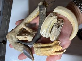 Konvulut Zahn Fossil Knochen Horn Kuriosität