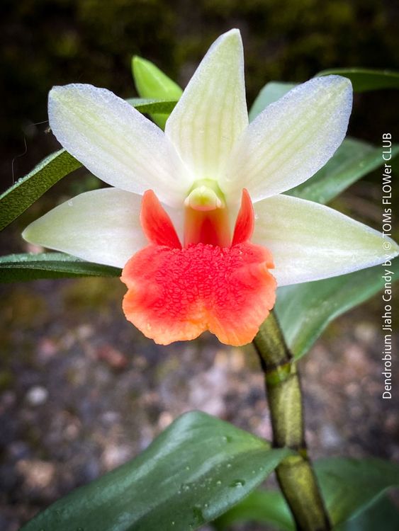 Dendrobium Jiaho Candy - 50x30cm Orchidee aus der Sammlung (Neu (gemäss ...