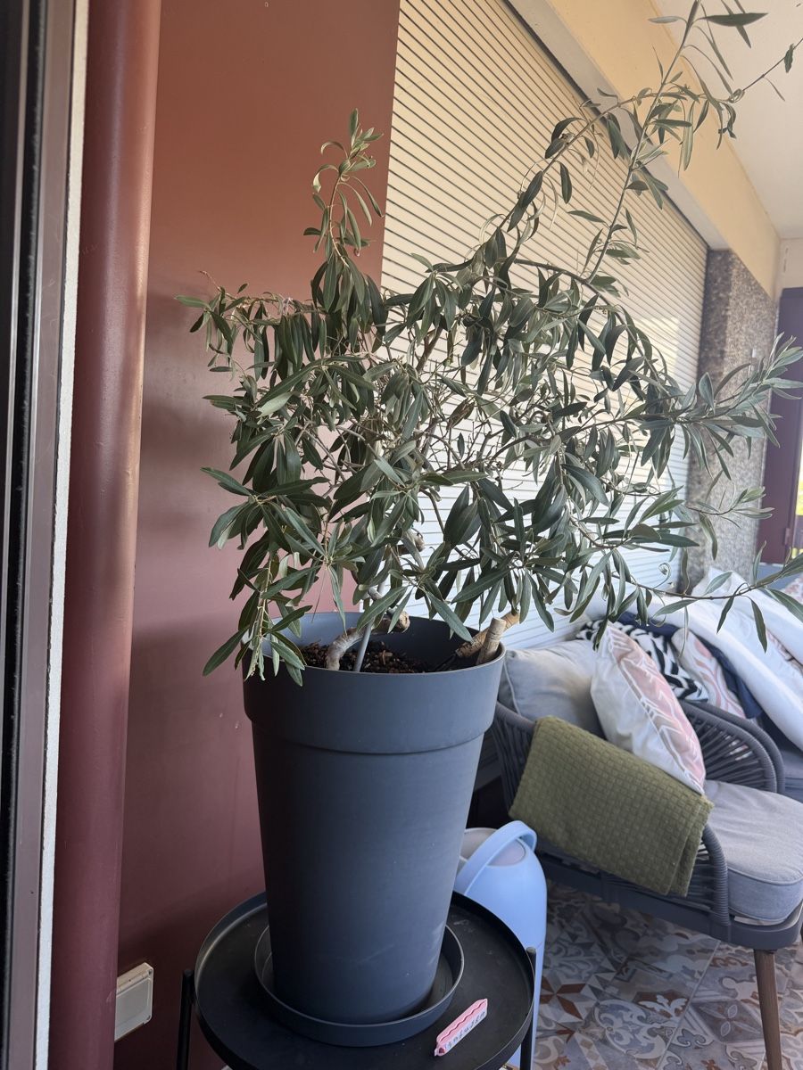 Piante & sementi: Olive tree spiral trunk in grey pot good condition – Usato da Reinach BL venduto da K.zh.A 1