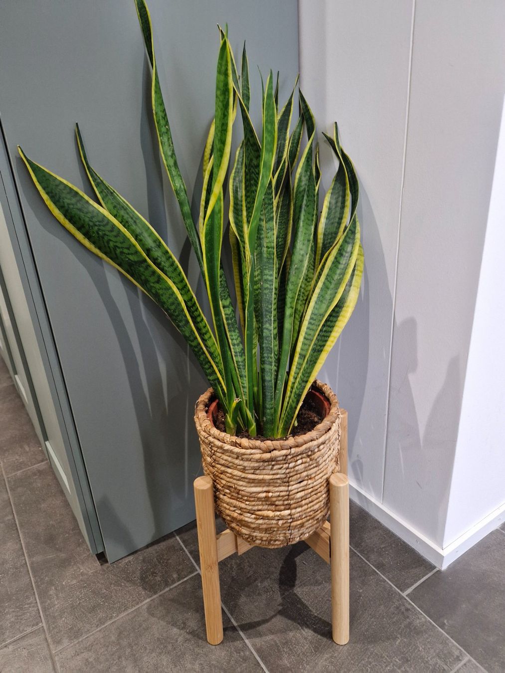Piante & sementi: Snake plant – Usato da Zürich venduto da mik_2vmz