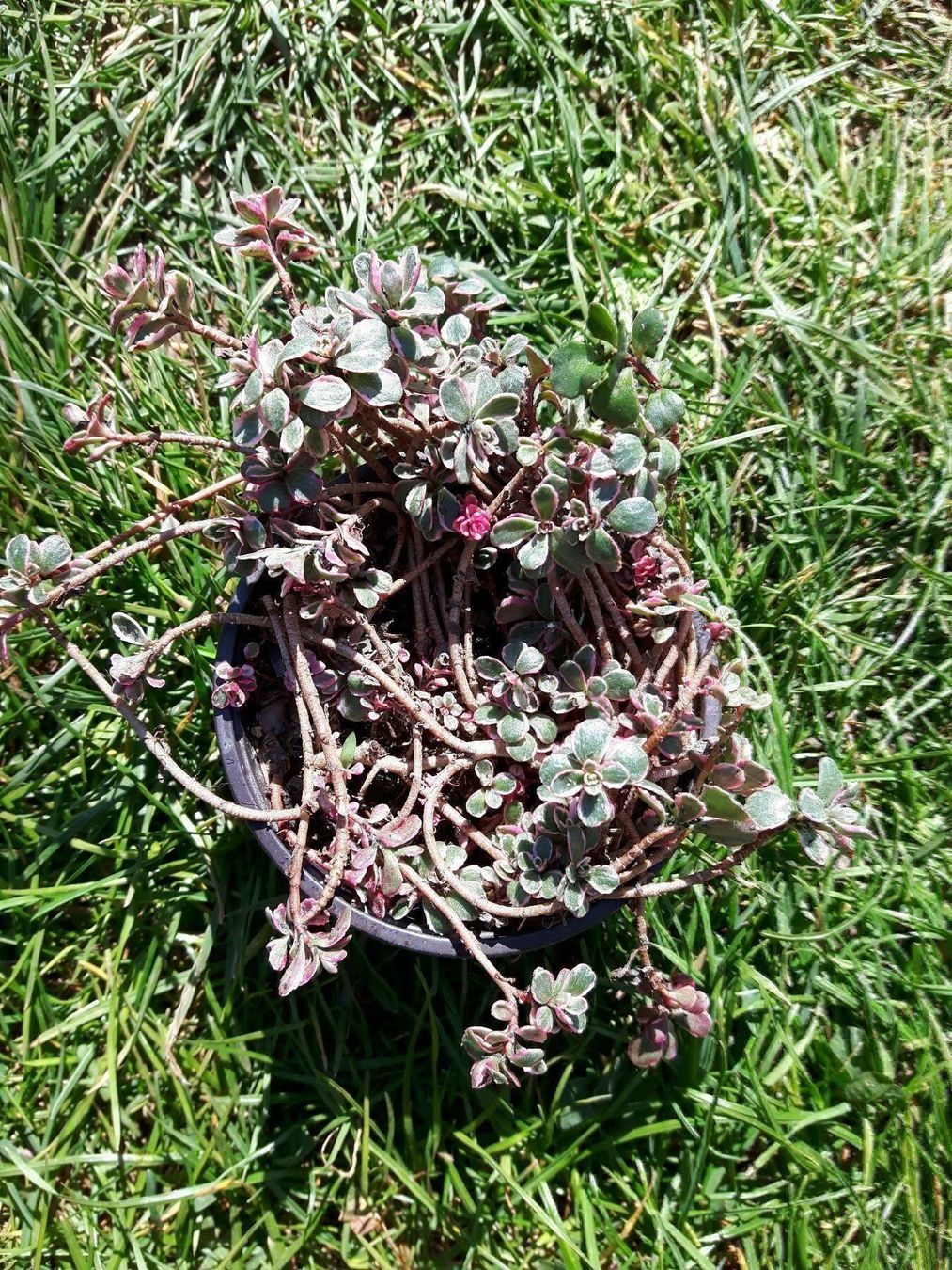 Piante & sementi: Sedum Kambotscha Trikolore Mauerpfeffer – Nuovo (secondo la descrizione) da Ibach venduto da chaemilochhobbygarte 1