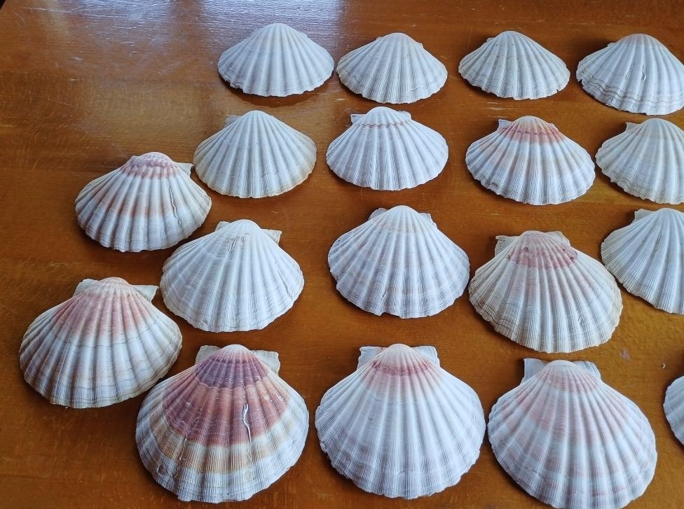 Tutte le decorazioni: 10 schöne Sommermuscheln Deko – Usato da Flaach venduto da ker_6ml7 1