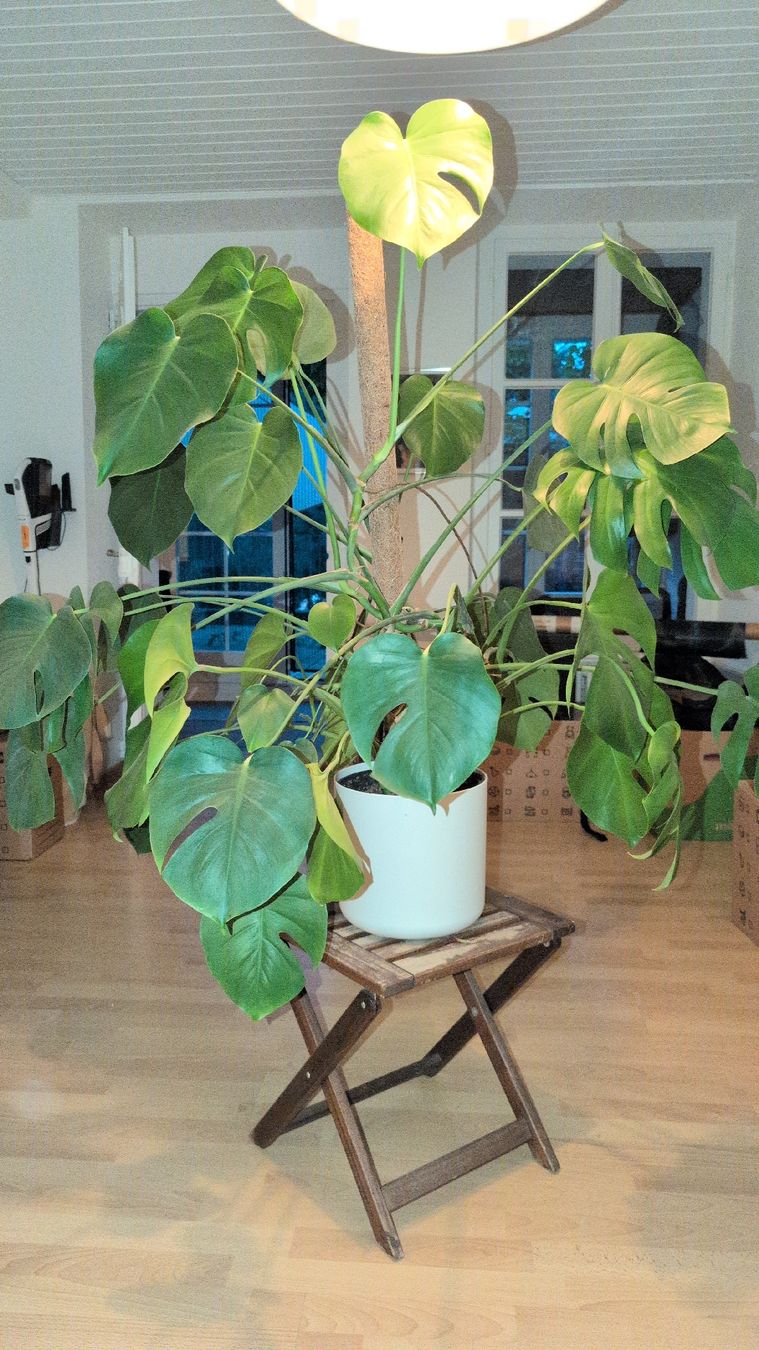 Piante & sementi: Monstera Pflanze. 100cm hoch – Usato da Thun venduto da Phoenizier22