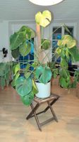 Monstera Pflanze. 100cm hoch