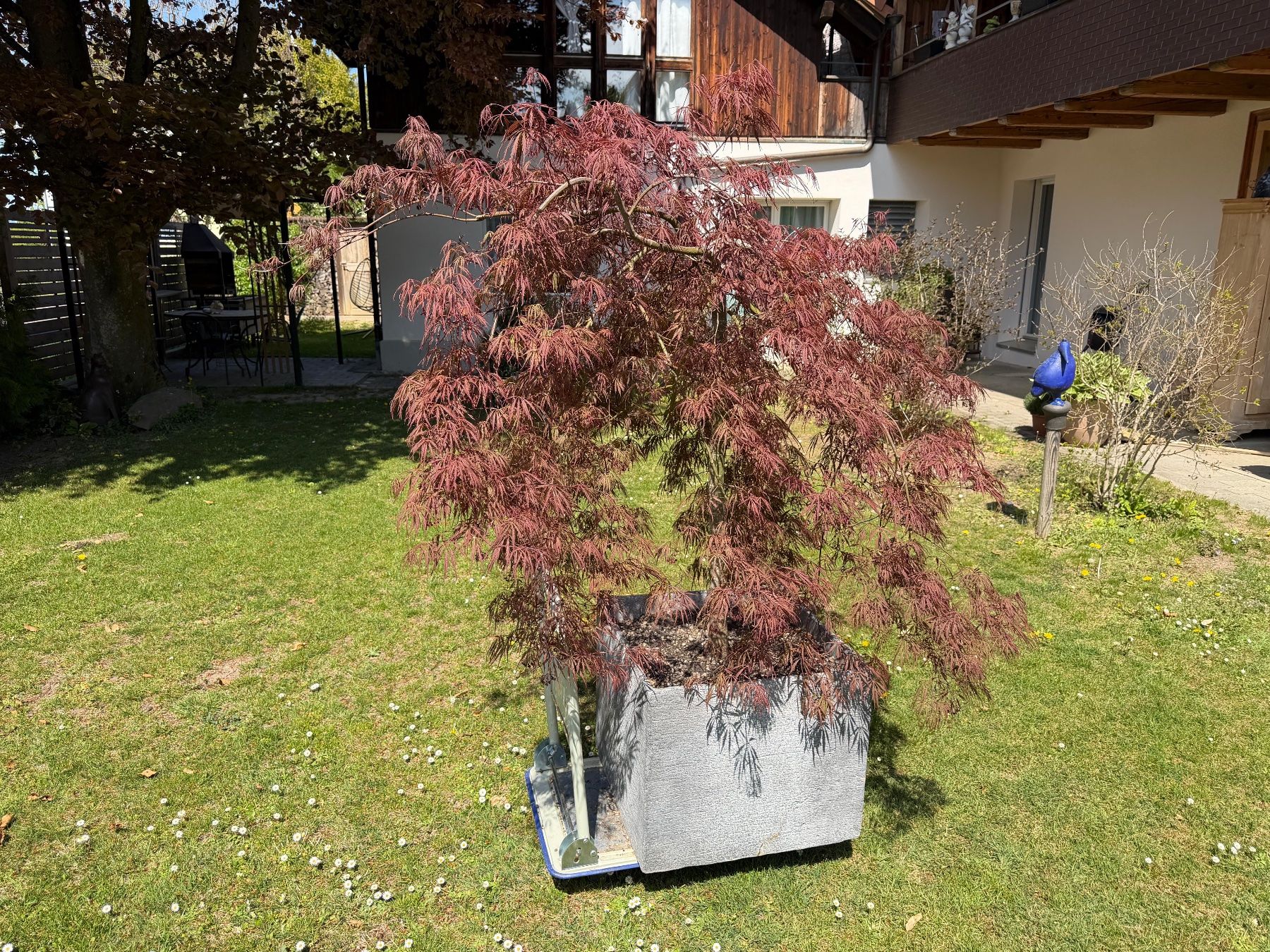Piante & sementi: Dunkelroter Schlitzahorn im Topf – Nuovo (secondo la descrizione) da Steffisburg venduto da anjagr 8