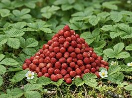 20x Walderdbeer-Pflanzen aus dem Wald für Garten & Balkon 🍓