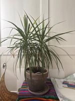 Zimmerpflanze Palme