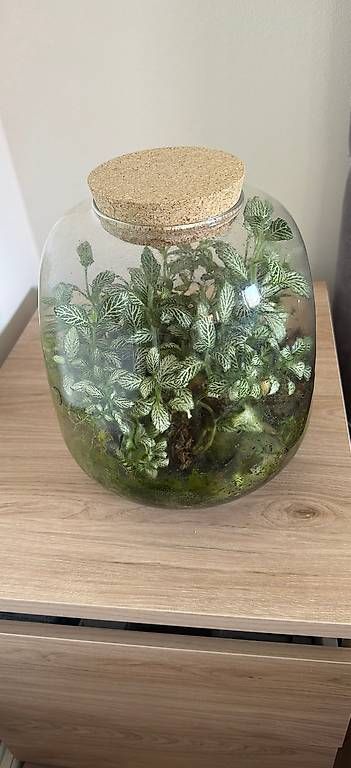 Terrarium: Pflanzenterrarium  – Gebraucht aus St.Gallen von Didi1969 4