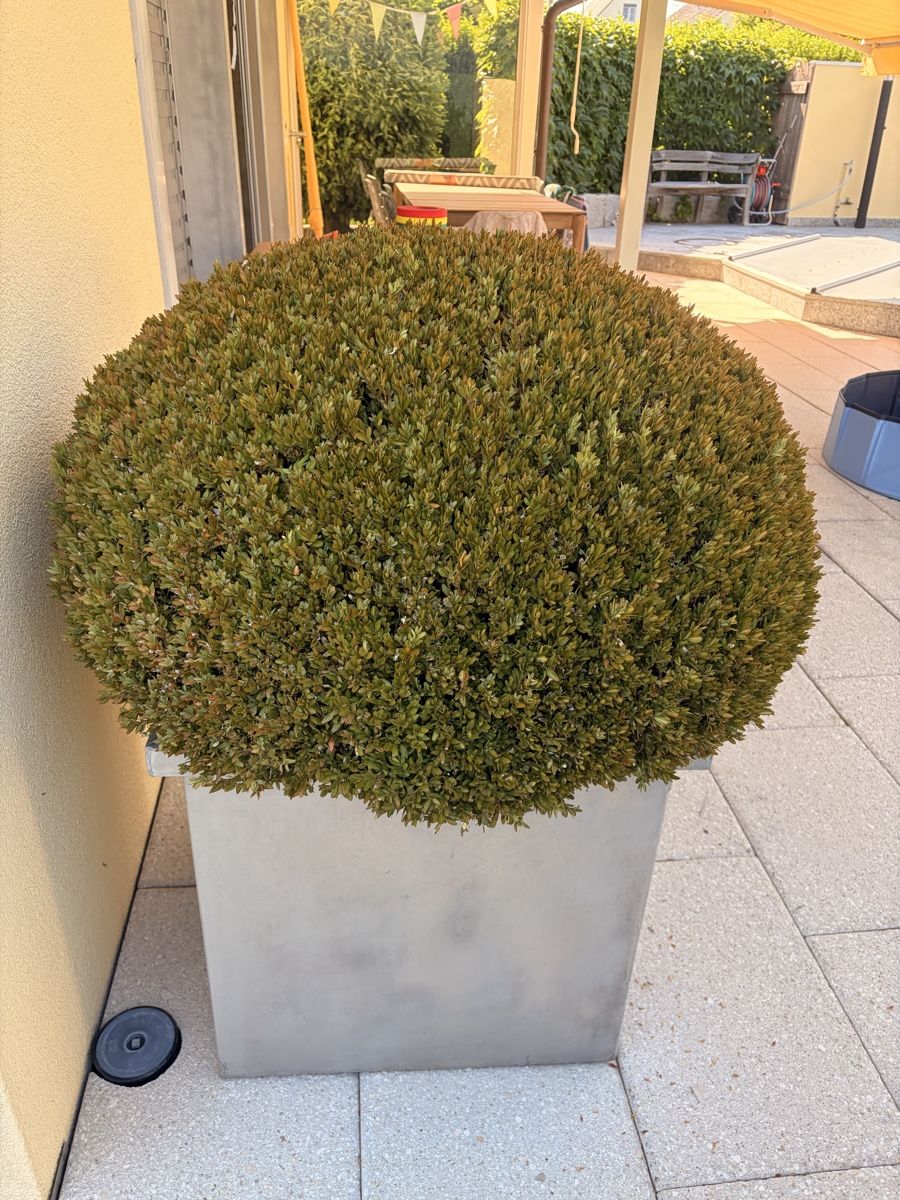 Vasi per fiori: Metall Pflanztopf auf Rollen – Usato da Jona venduto da marketingamigos 2