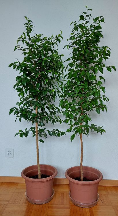 Zwei Benjamin Bäume 145cm Kaufen auf Ricardo