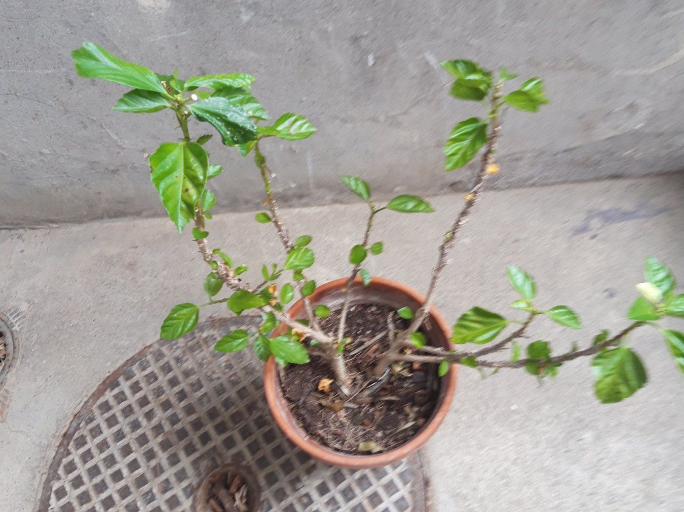 Piante & sementi: Hibiskus ohne Topf – Usato da Feuerthalen venduto da tanatha_st 5