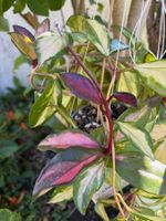 Hoya carnosa tricolor, grosse Pflanze