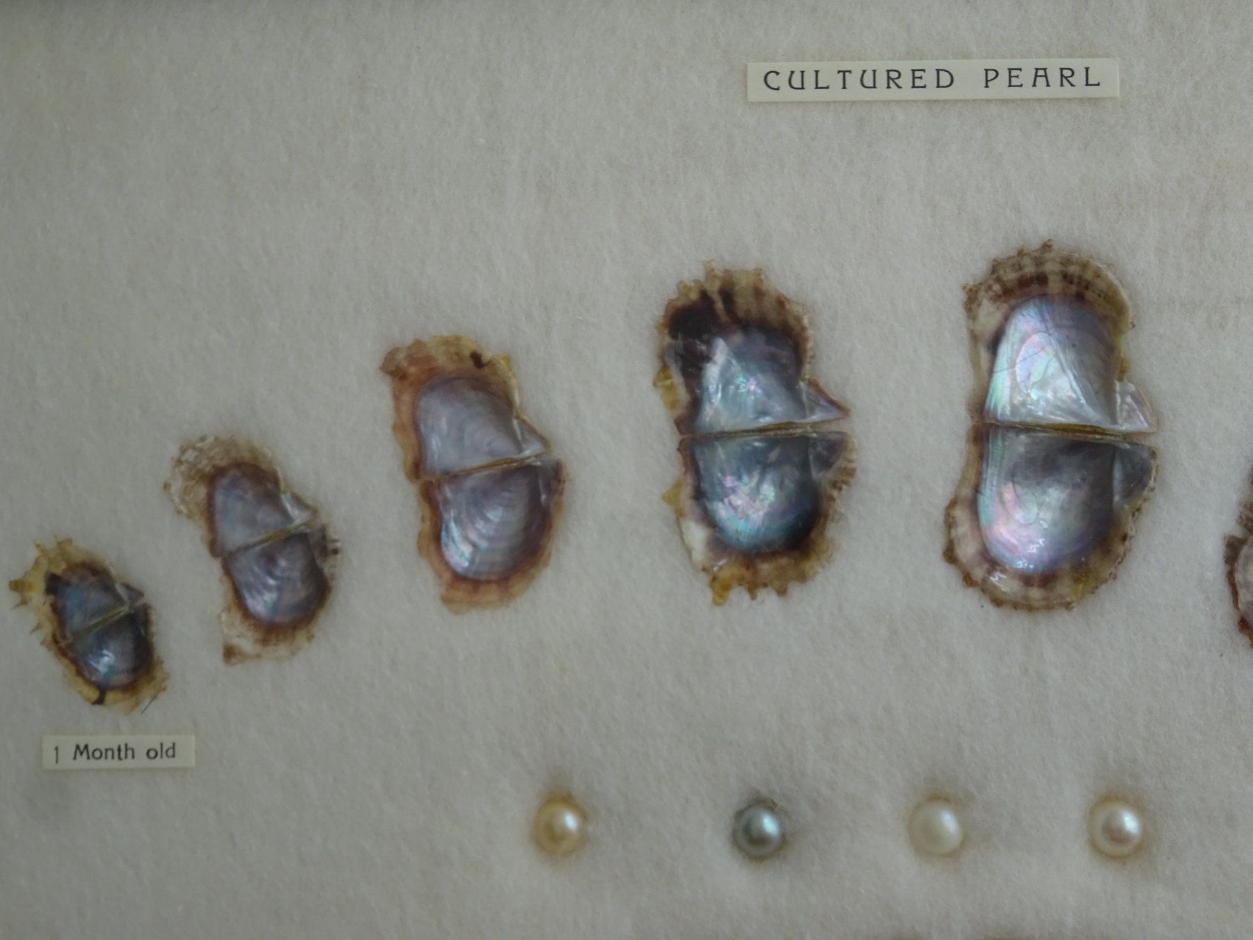 Perlen (unechte): Perlenzucht-Schaubild Sammlung  / 5 echte Perle + 10 Muschel – Gebraucht aus Esslingen von FetteSchnecke 1