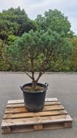 Schöne, gesunde Pinus sylvestris (Waldkiefer) zu verkaufen