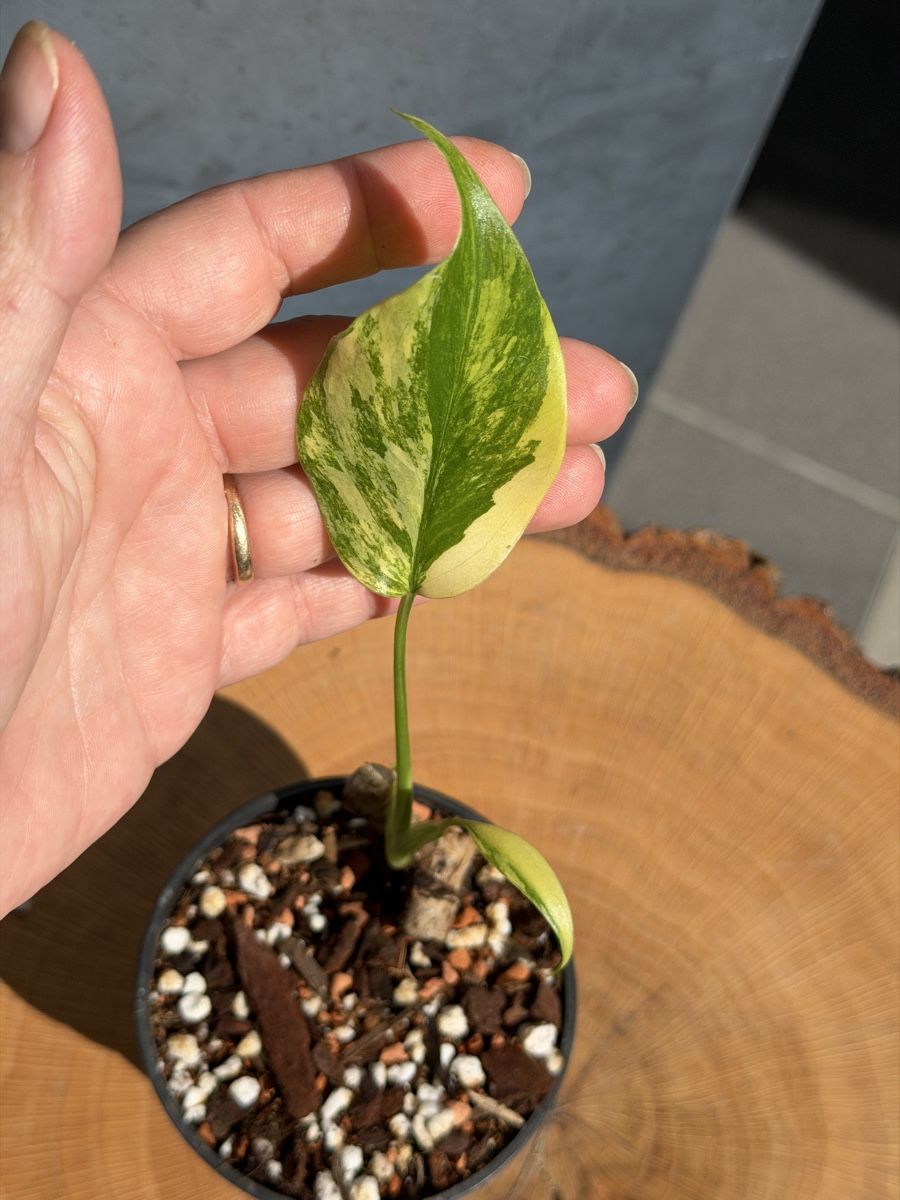Piante & sementi: Monstera Deliciosa Aurea – Nuovo (secondo la descrizione) da Buchrain venduto da Stetoscop