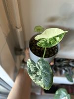 Alocasia Frydek Variegata Baby - STARK Variigiert