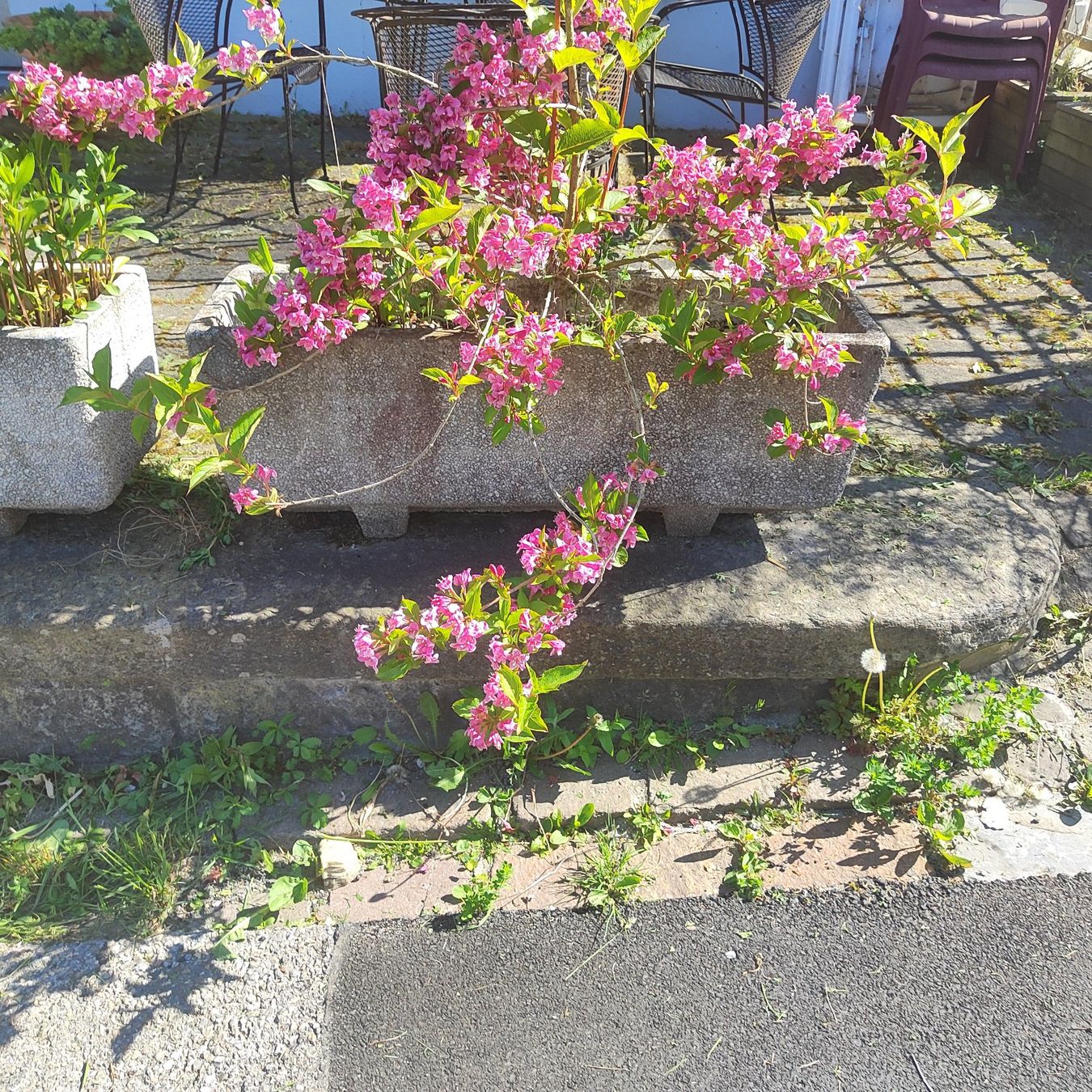 Blumentöpfe: 🌹🌹🌹 2 Beton Blumen trog🌹🌹🌹 – Gebraucht aus Langnau am Albis von Judithsebi