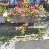2 Beton Blumen trog