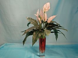 Ganze Zimmerpflanze Calla