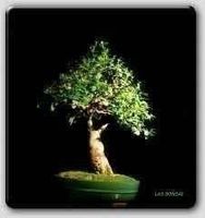 ARBRE SAVON ! Bois de Panama  RARE!  5g