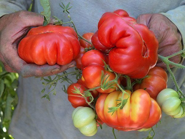 Pflanzen & Samen: 30 Samen ROSSO SICILIAN TOGETTA Tomate – Neu (gemäss Beschreibung) aus Ehrendingen von VerveinaSamen 4