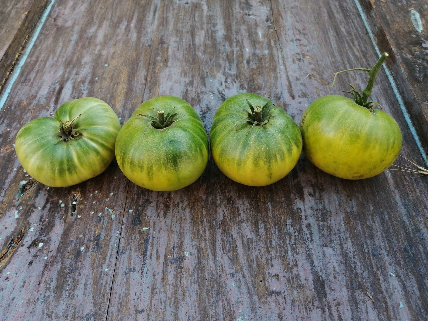 Pflanzen & Samen: 30 Samen AUNT RUBY GERMAN GREEN Tomate – Neu (gemäss Beschreibung) aus Ehrendingen von VerveinaSamen 3