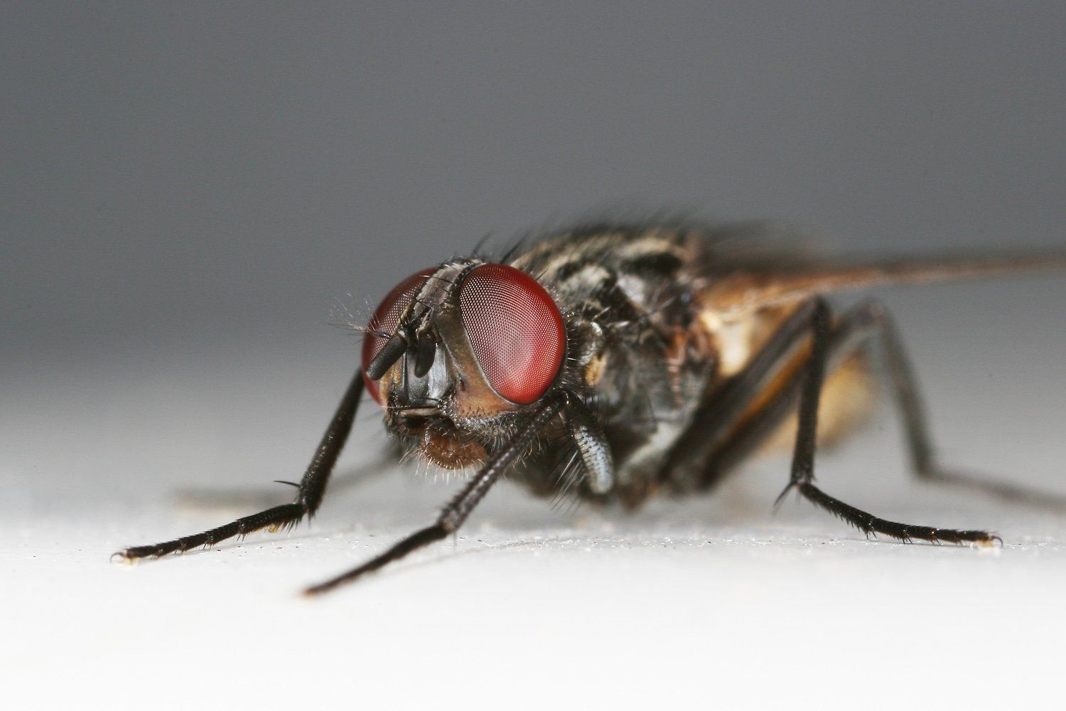 Canon Blitze: Canon Macro Ring-Blitzgerät MR-14EX – Gebraucht aus Eichberg von henrikinch 5