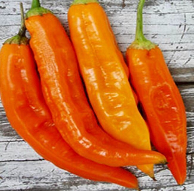 Ab 1.- fr 5 Samen SCHARFE Orange Chili 🌶 5 GRAINES PIMENT (Neuf avec ...