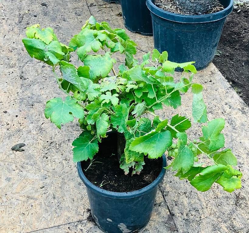 Piante & sementi: Weinreben – Nuovo e nell'imballaggio originale da Zuckenriet venduto da Thur_Plant 5