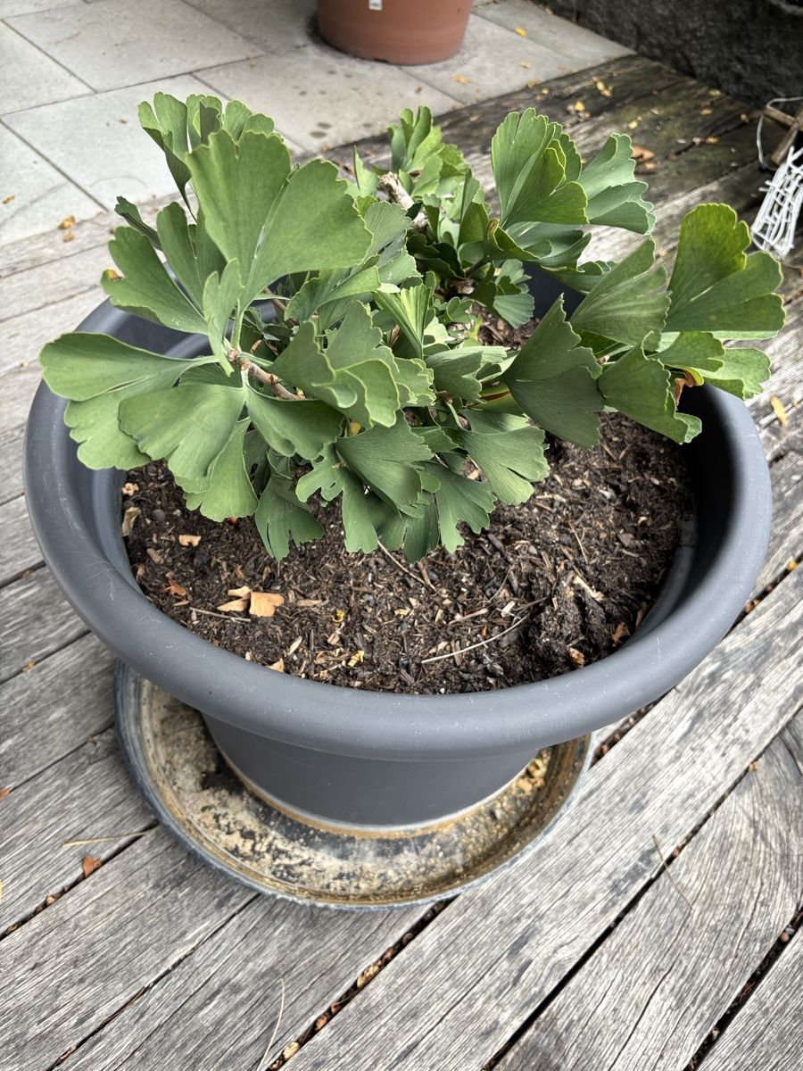 Piante & sementi: Ginkgo biloba – Usato da Wattwil venduto da rominger3000 1