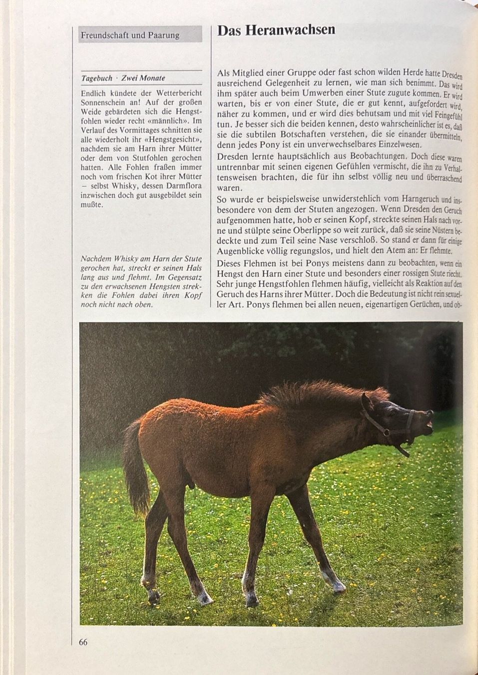 Libri: Pony Tagebuch – Nuovo (secondo la descrizione) da Sarnen venduto da Livres 9