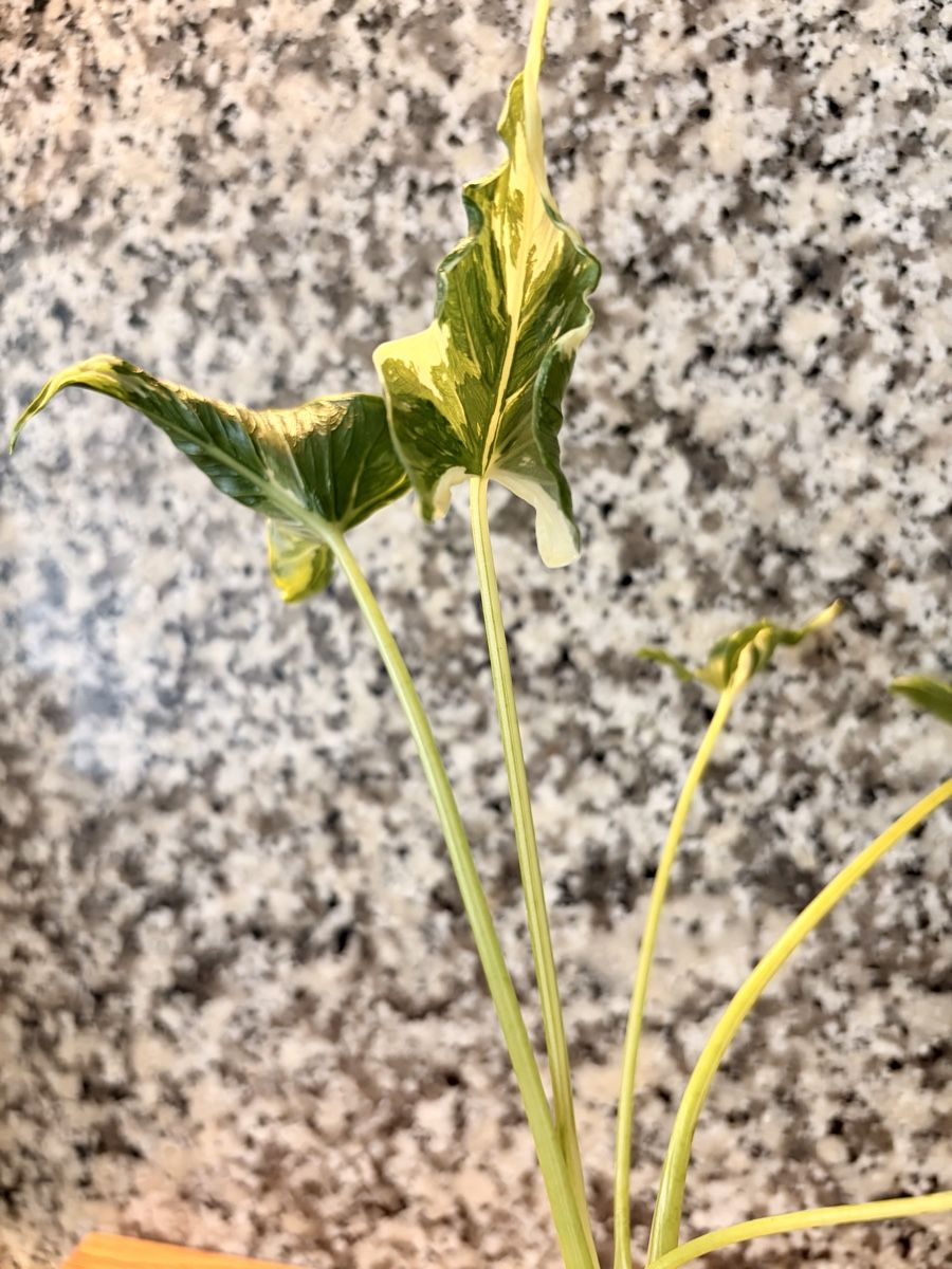 Piante & sementi: Alocasia Cucullata "Crinkles Albo" – Usato da Kaiseraugst venduto da dka_b97z