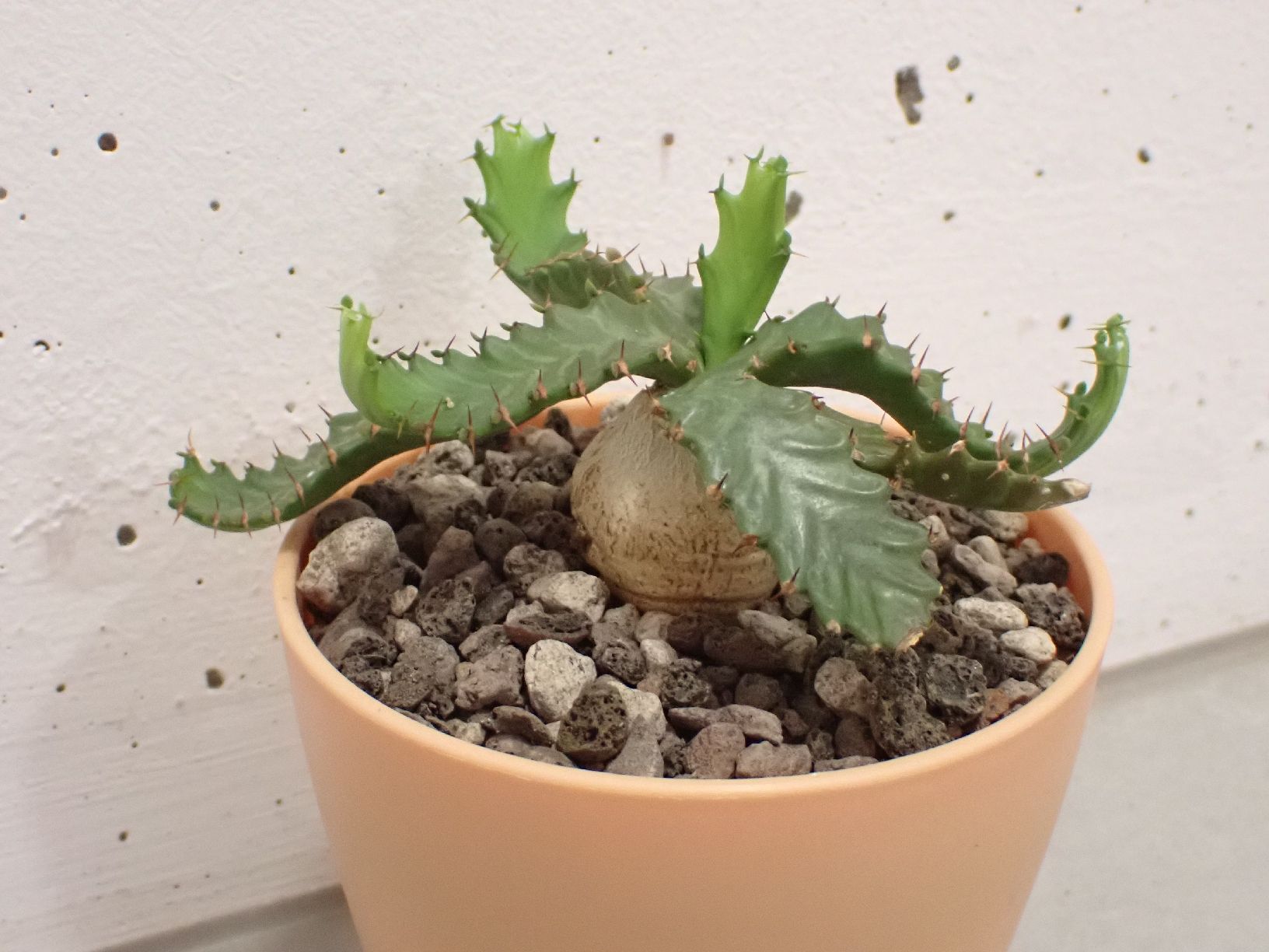 Pflanzen & Samen: Euphorbia stellata – Gebraucht aus Comano von che_8lc2 1