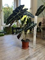 Alocasia Polly🪴💚