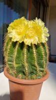 Sehr blühfreudiger Kaktus Notocactus Magnificus
